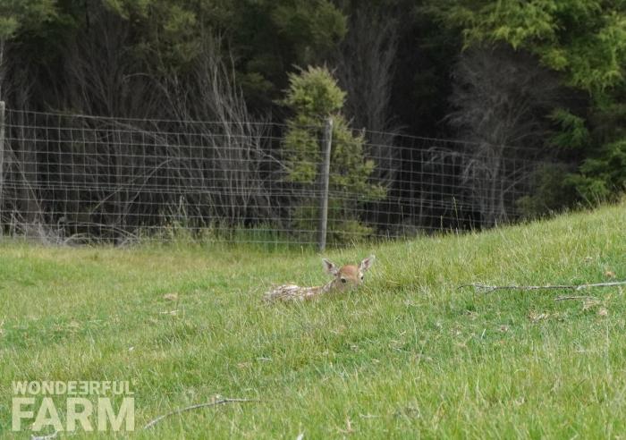 fawn spotted people