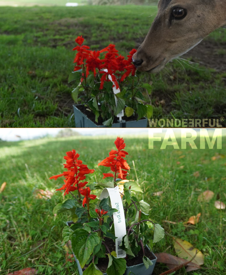 salvia before and after deer