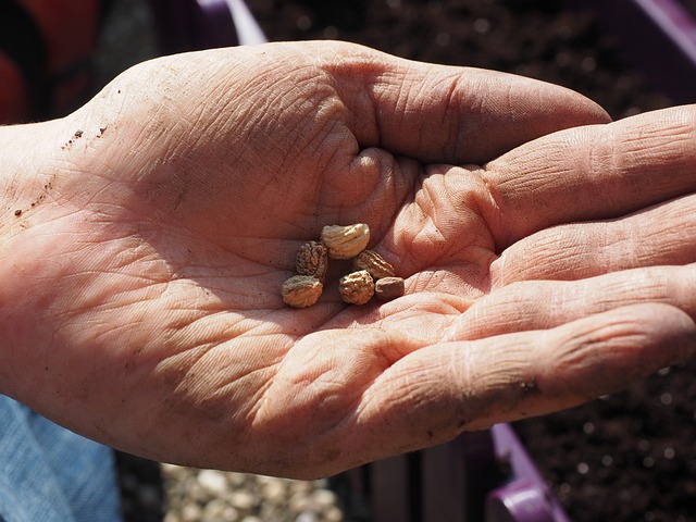 nasturtium seeds