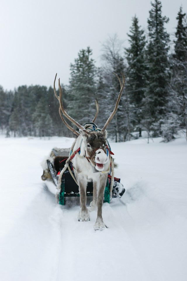 Lapland reindeer sleigh