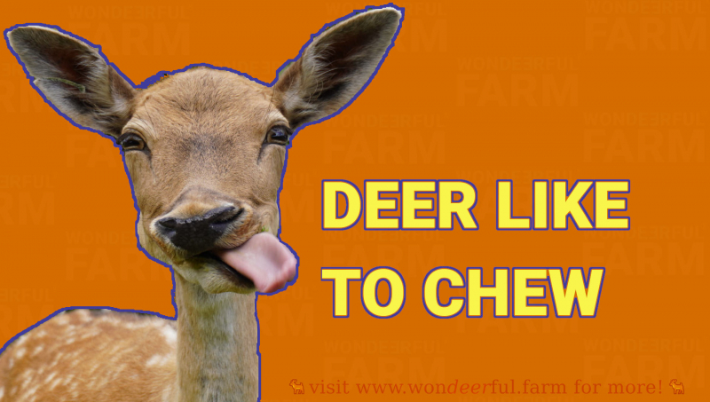 deer love to munch on things