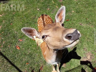 Fun and scary facts about deer