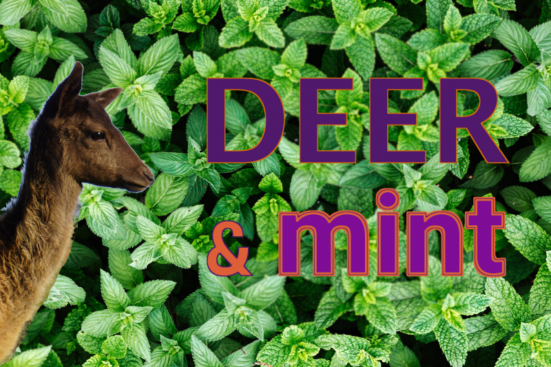 do deer like mint or does it repel them