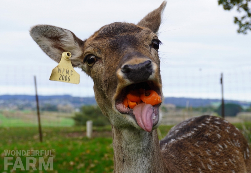 deer with mouthful of carrots