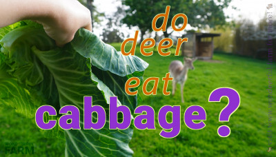 deer offered some cabbage