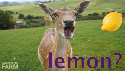 yes deer can eat lemons
