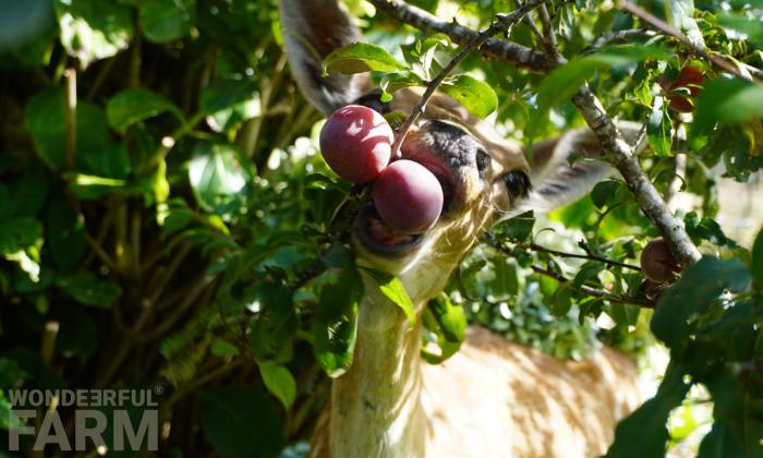 funny deer eating plums of a tree