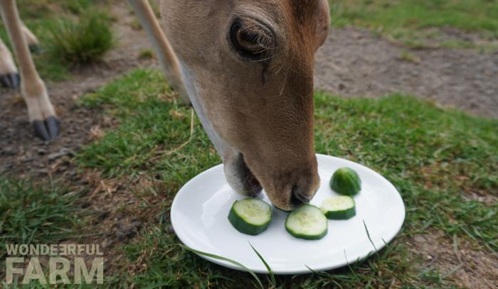 deer eating cucumbers