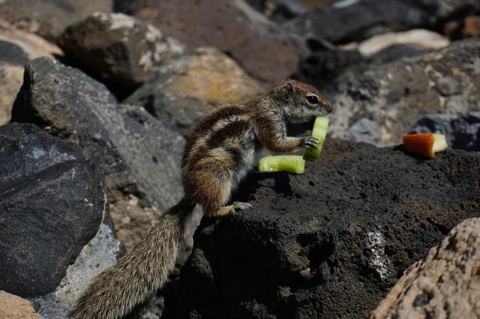 squirrel eating cucucmber slices