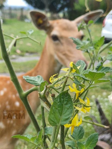 one of our deers behind a tomato plant