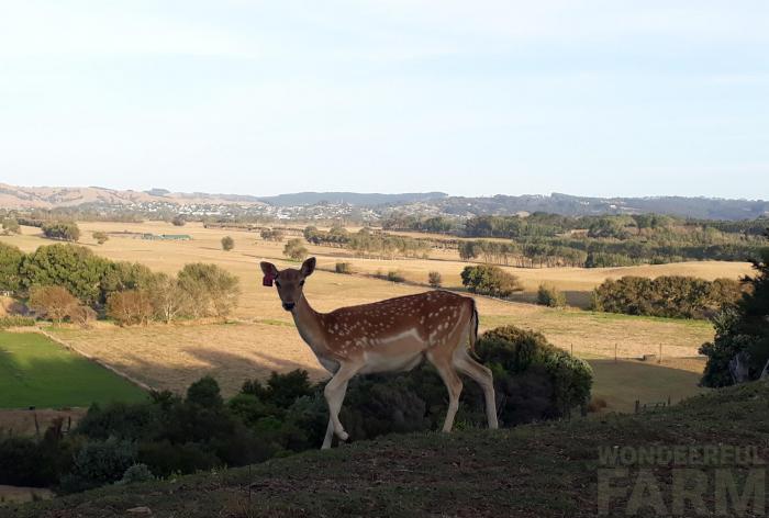 deer horizon