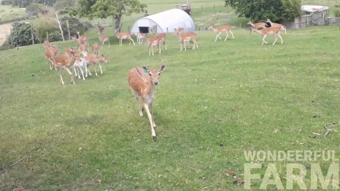 deer leading the way