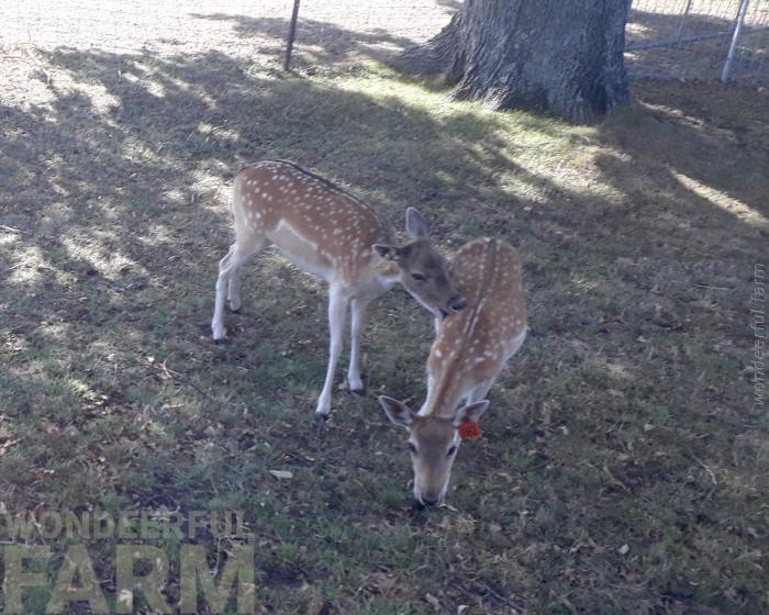 deer biting another deer