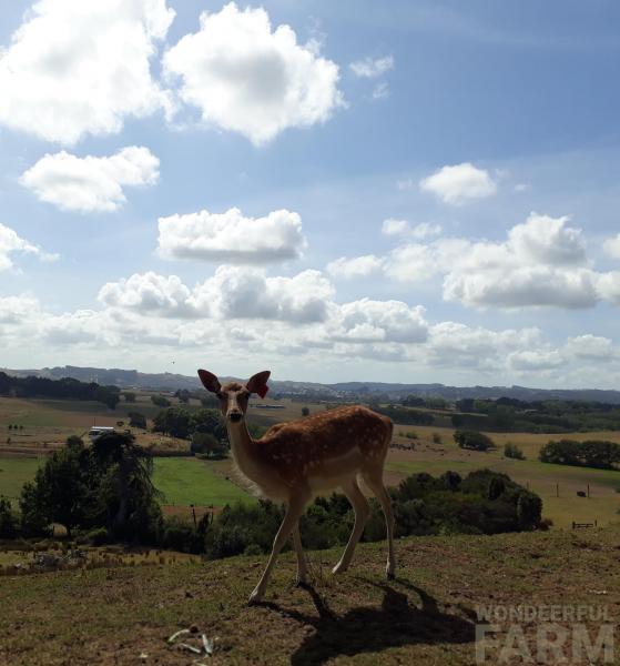 young cute deer hind