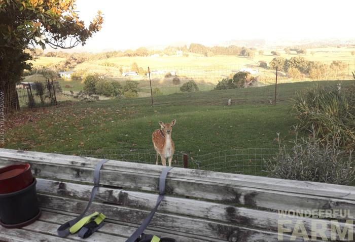 cunning deer comes alone for food