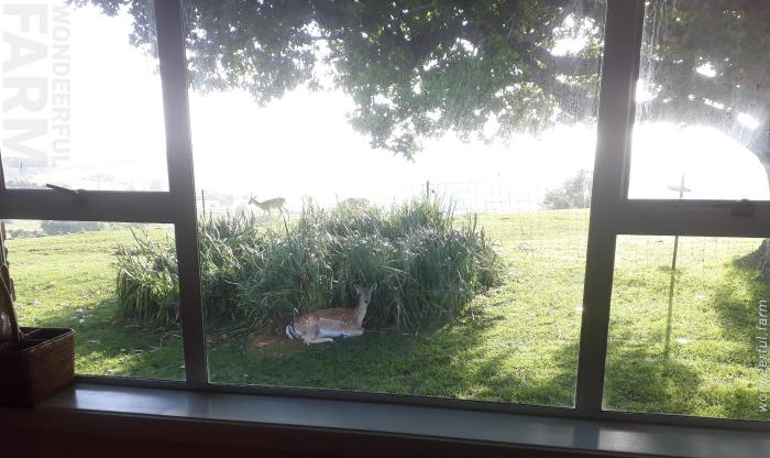 deer alone in the paddock