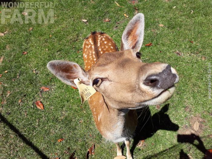 deer ready for treats