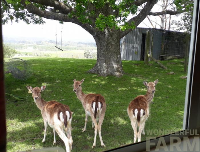 three deer hinds pregnant