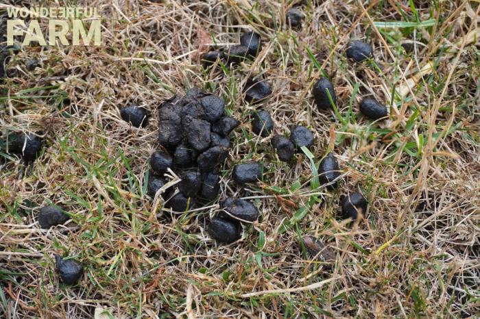 deer poop picture in grass