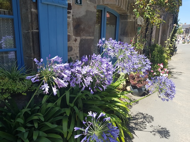 agapanthus growing by the house