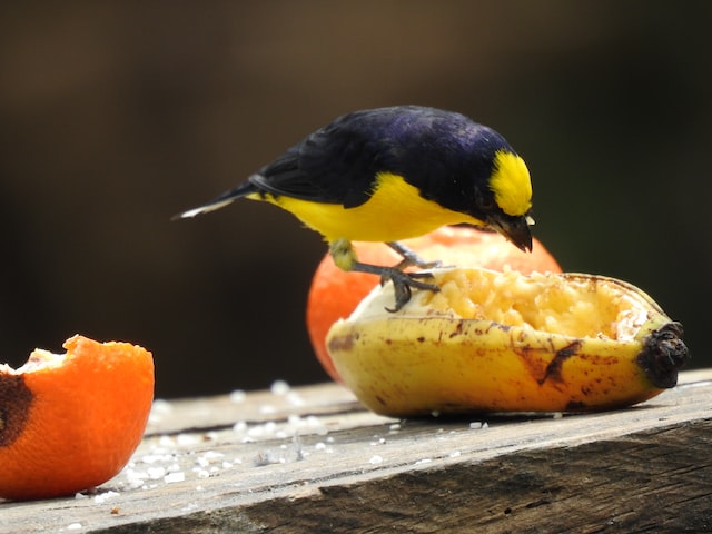 bird eating banana