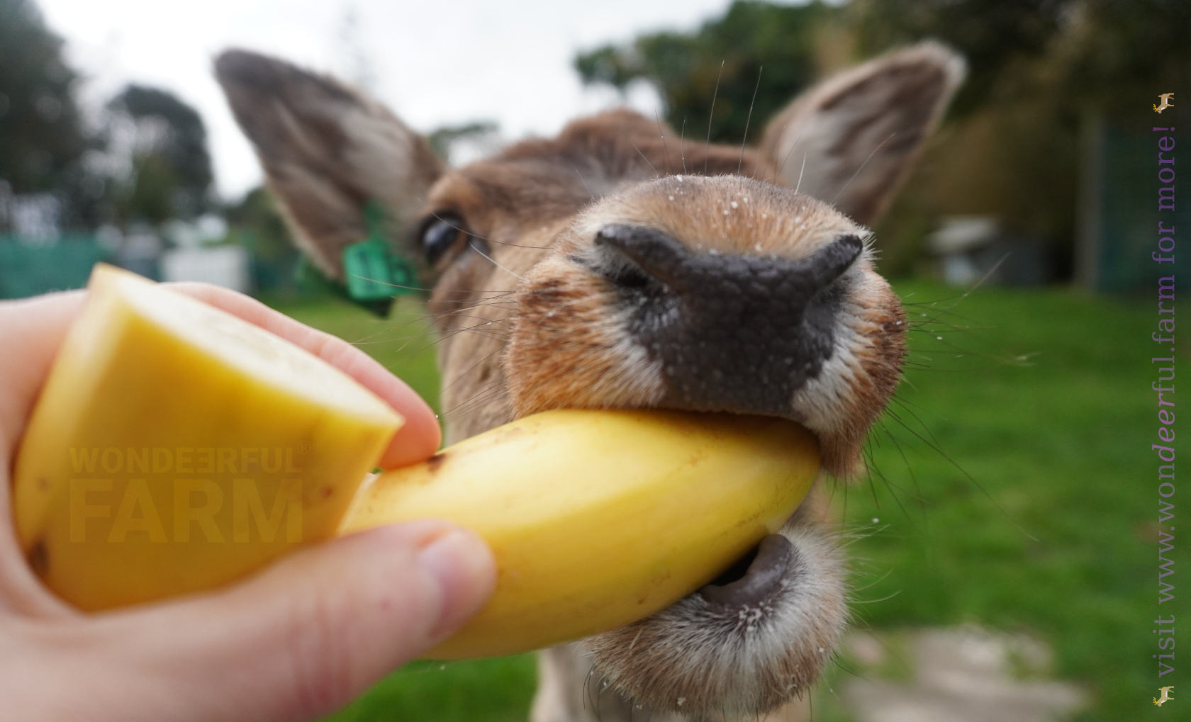 deer taking a banana from hand