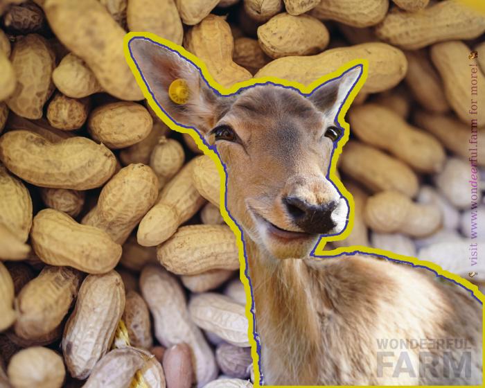 Do deer eat peanut butter? Attract, Deter from or Bait with peanuts.