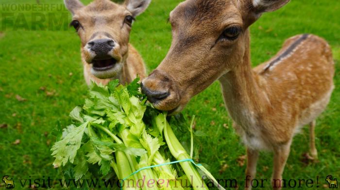 deer eating celery