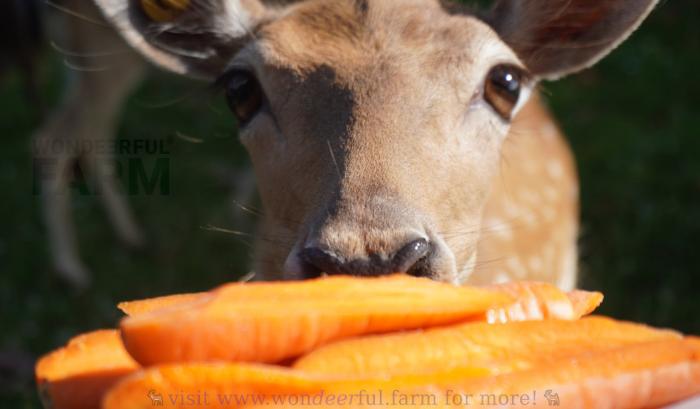 deer being offered sliced carrots on a plate