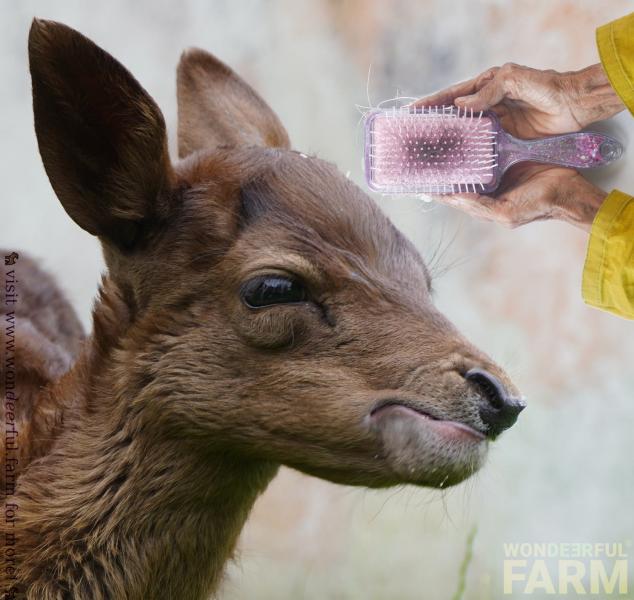bambi hates human hair smell