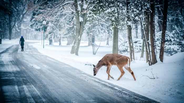 deer near humans in winter