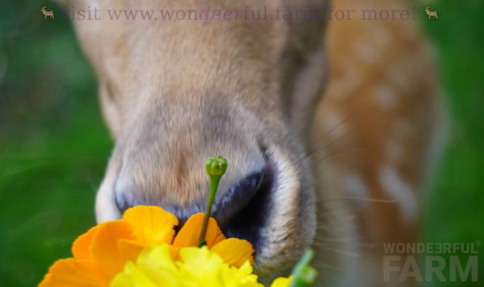 deer sniffing marigold flowers