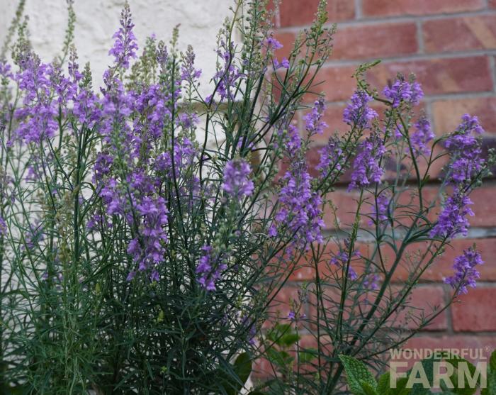 purple toadflax deer resistant