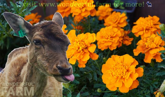 French marigolds deer resistant