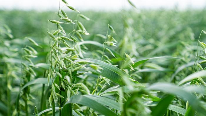 field of oats