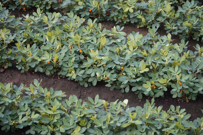 peanut plants