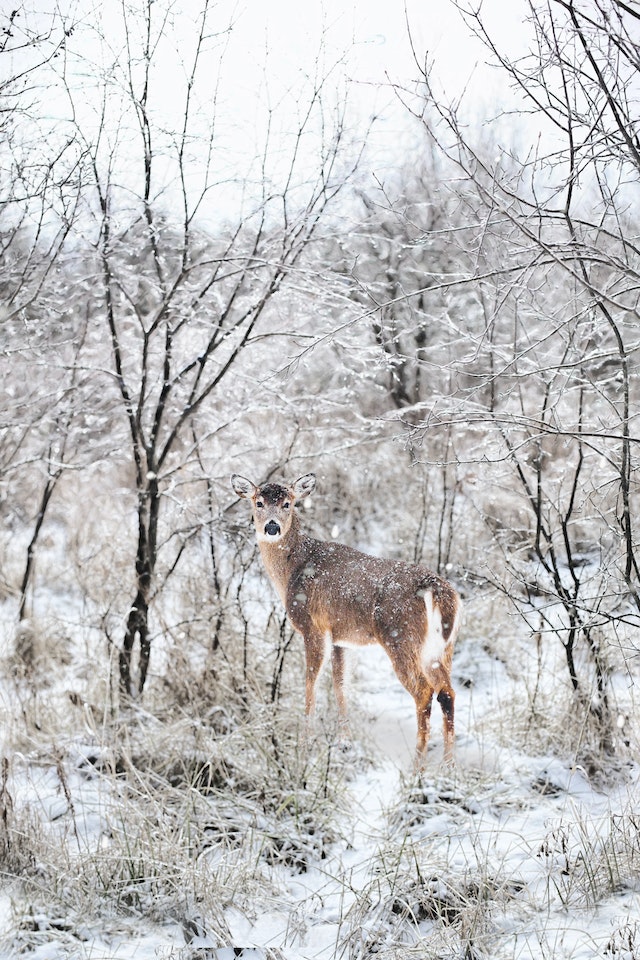 What Do Deer Eat in the Winter?