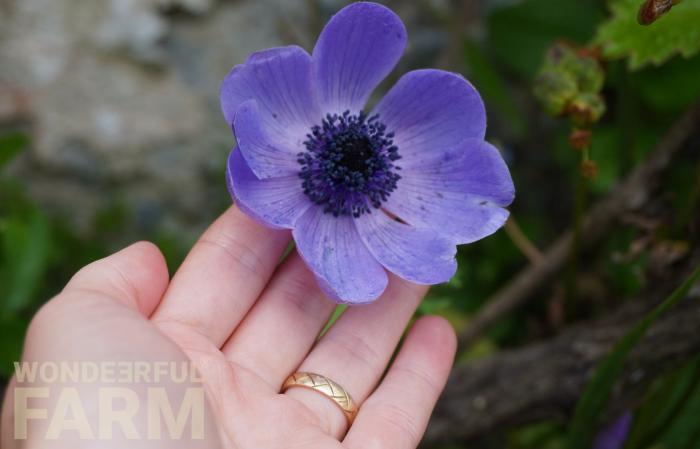 my anemone flower