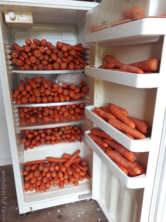 deer fridge full of carrots