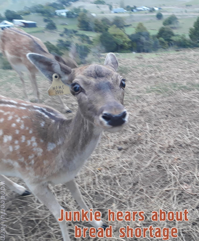 deer funny face bread shortage