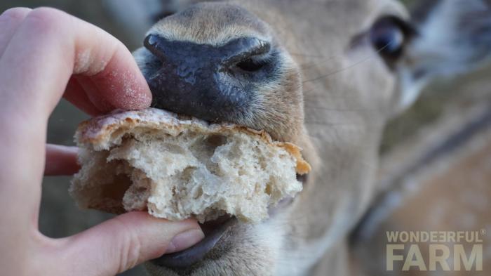 deer hand fed bread