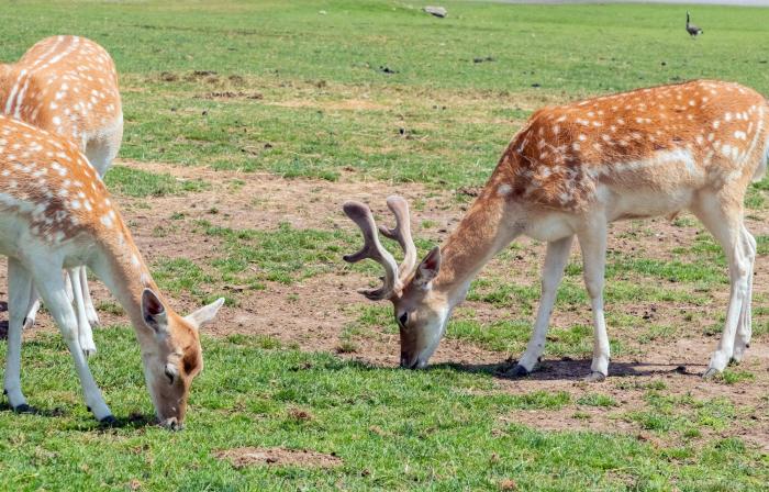 persian deer