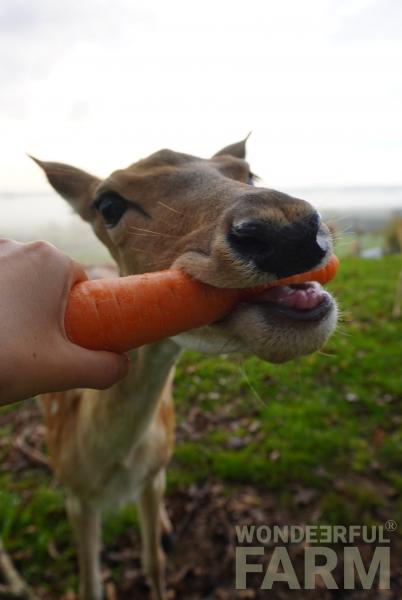 Do Deer Eat Carrots? (Deer Farmers Answer)