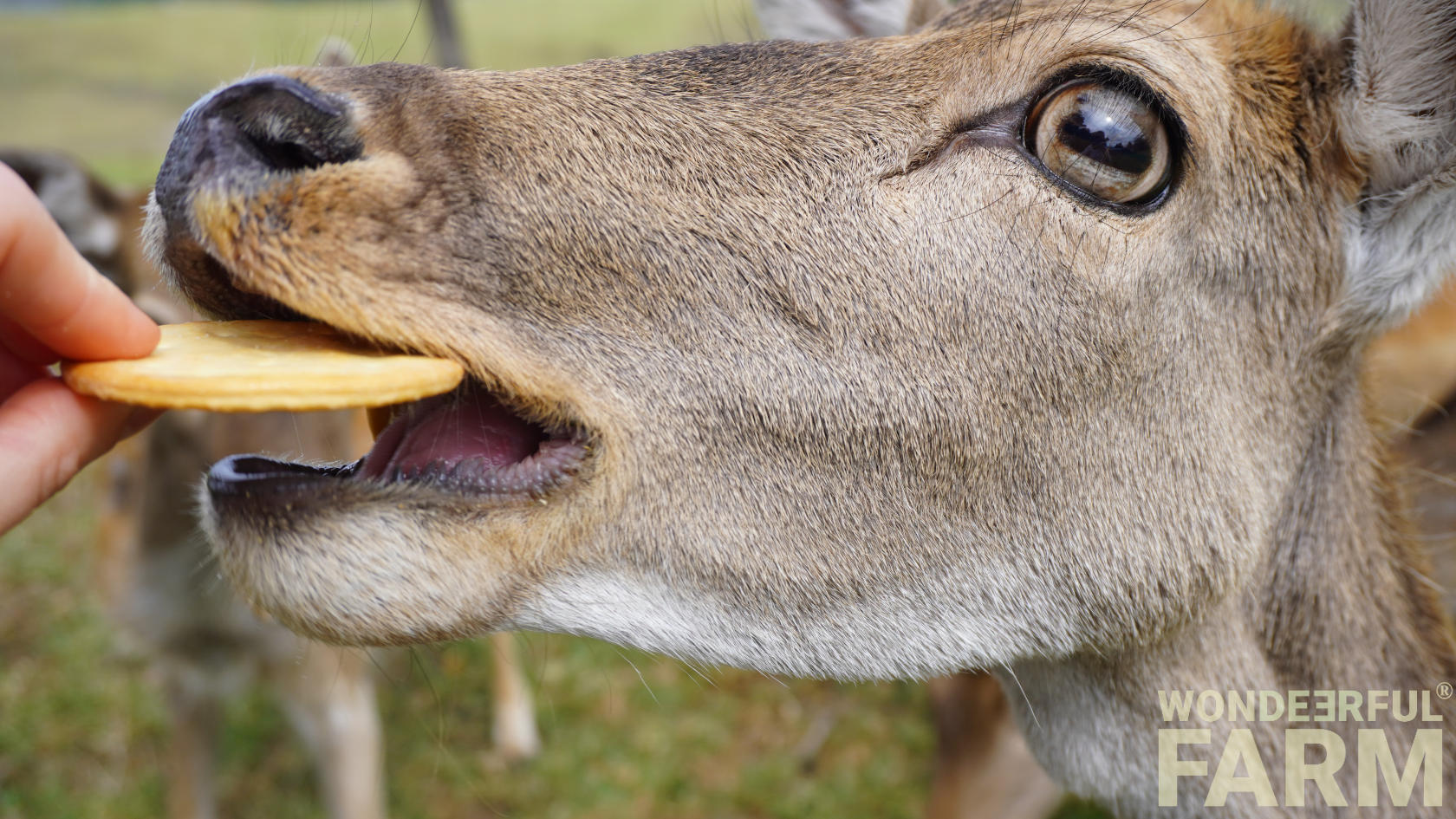 Creatures Inside a Deer's Mouth?