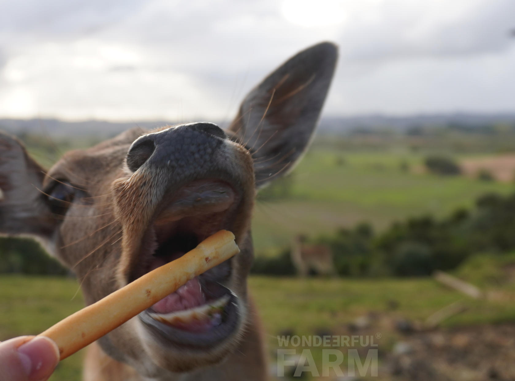 Creatures Inside a Deer's Mouth?