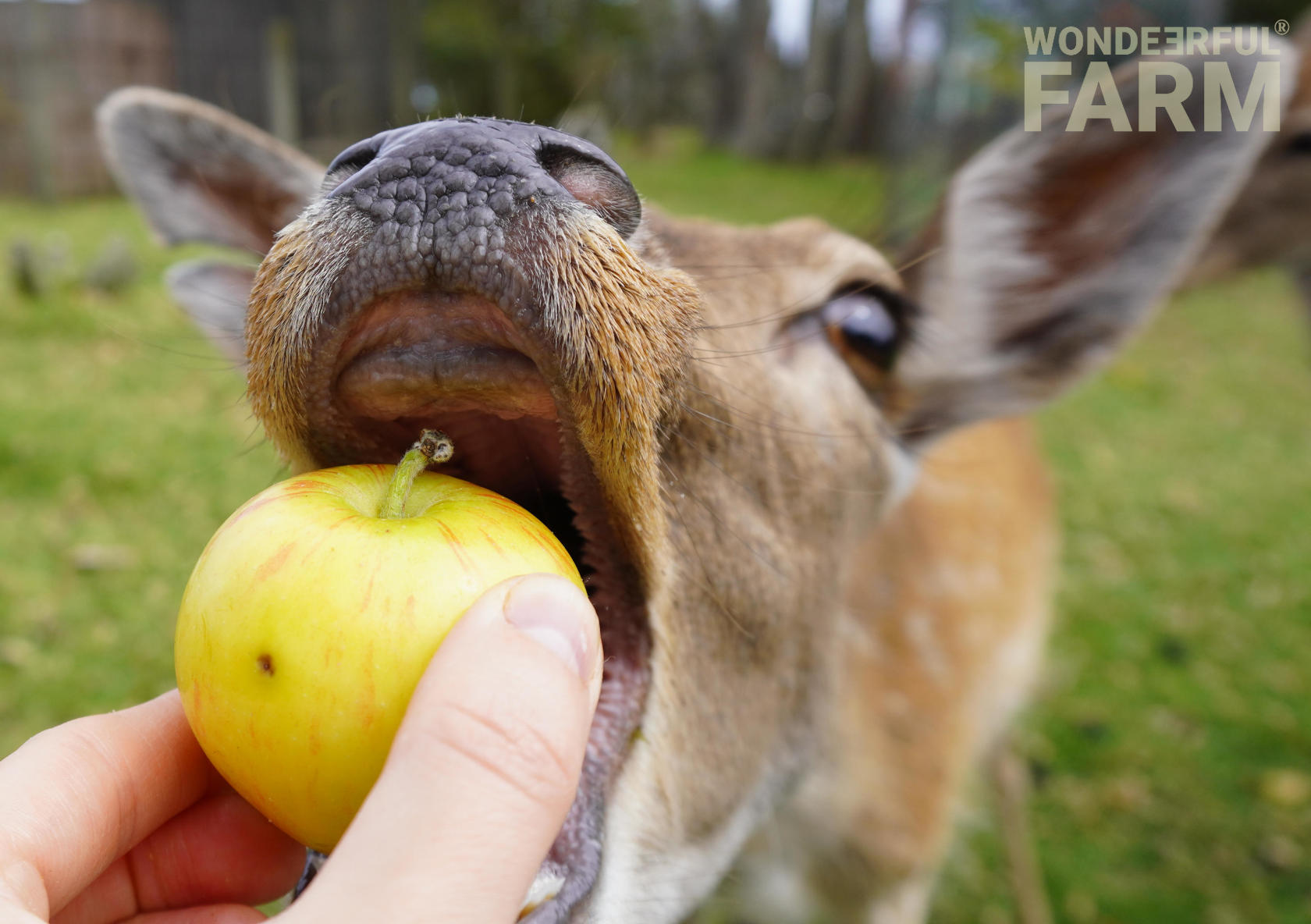 Creatures Inside a Deer's Mouth?