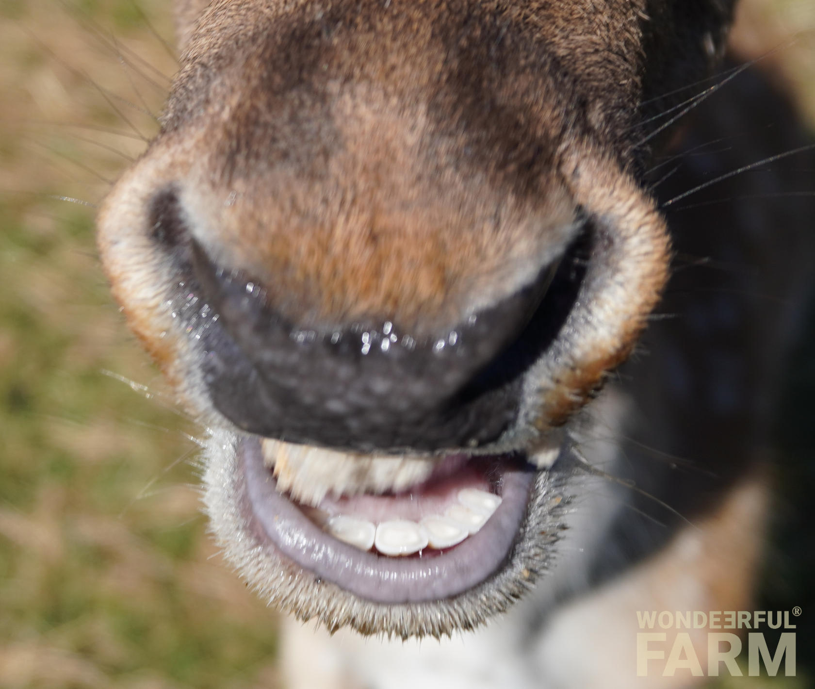 Creatures Inside a Deer's Mouth?