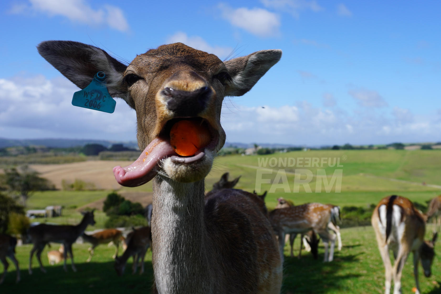 Inside A Deer's Mouth. Deer Teeth.