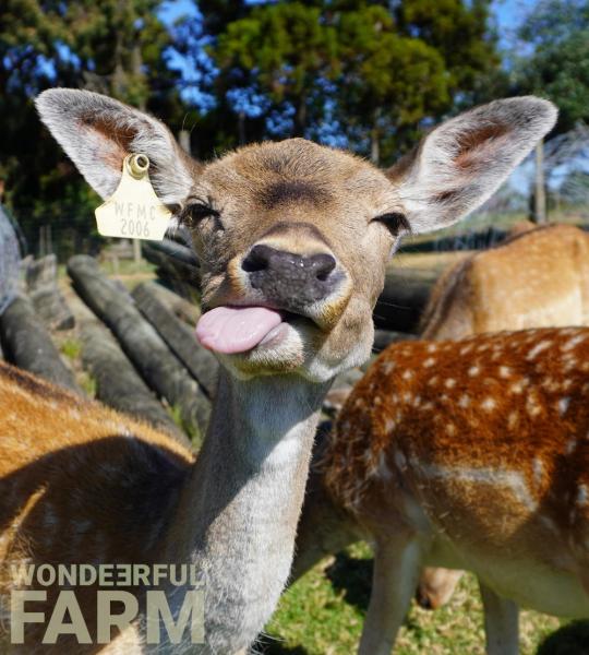 Creatures Inside a Deer's Mouth?