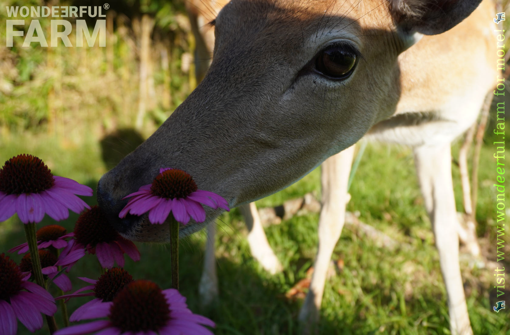 deer hate echinacea plant